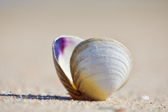 Photo by Sandy Wakeman